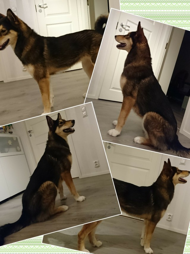 collage-1482466982539