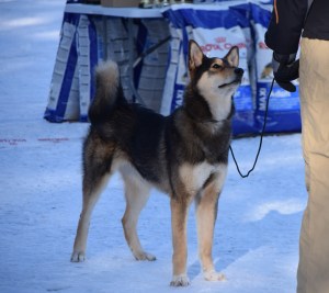 erajatkan-ora-laikojen-er-susanna-kinnunen-05032017