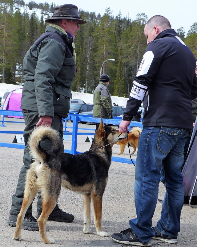 Eräjätkän Ora Luosto 27052017 1