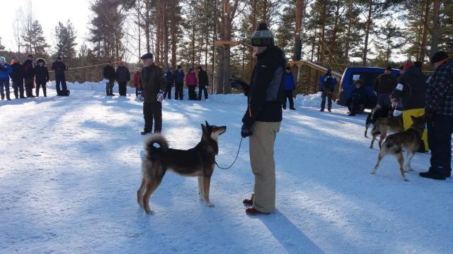 ora-ja-anu-laikojen-er-05032017