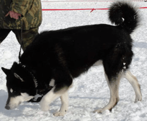 Näyttökuva 2017-05-16 kello 10.21.55