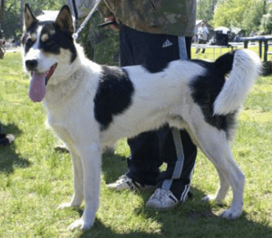 Näyttökuva 2017-05-16 kello 9.06.36