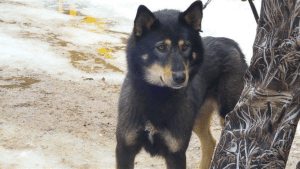 Näyttökuva 2017-05-16 kello 9.32.22