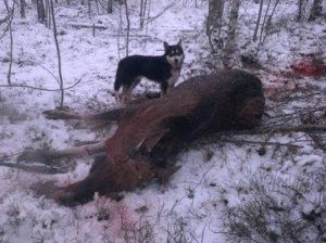 Loyd (Kasvattajan arkisto)