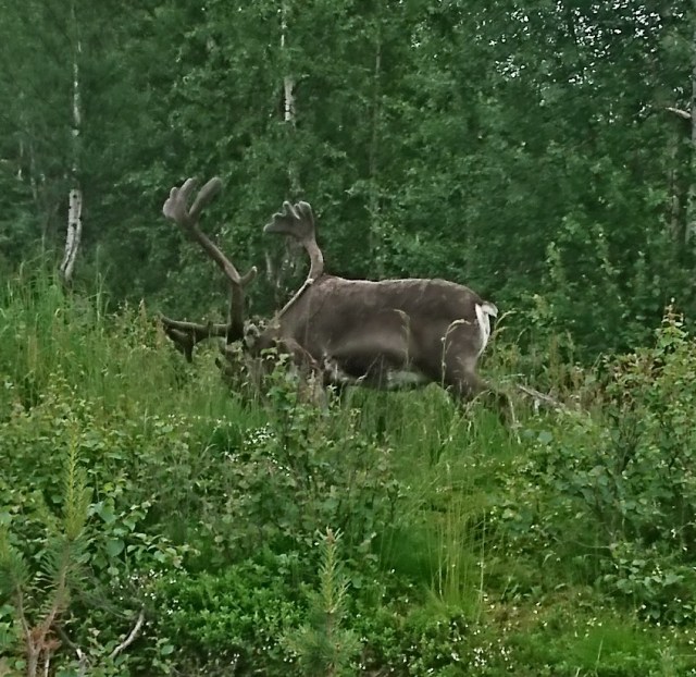 Poro Nattasten valloitusta tsemppaamassa