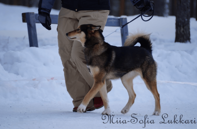 Eräjätkän Ora 04.03.2018 2v 1kk III