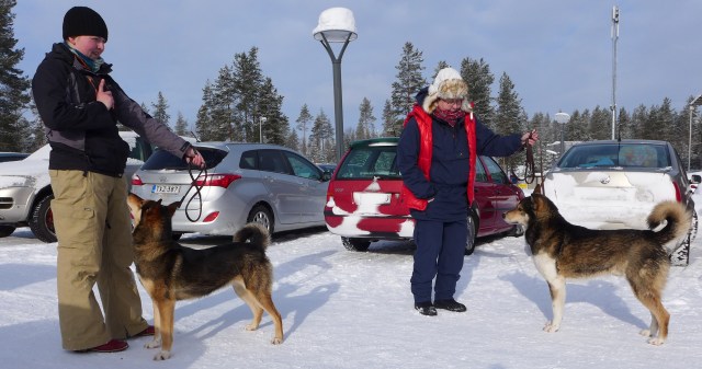 Eräjätkän Ora ja Urpon Harald, Laikajärjestön päänäyttely 4.4.2018. Isä ja tyttö samassa kuvassa