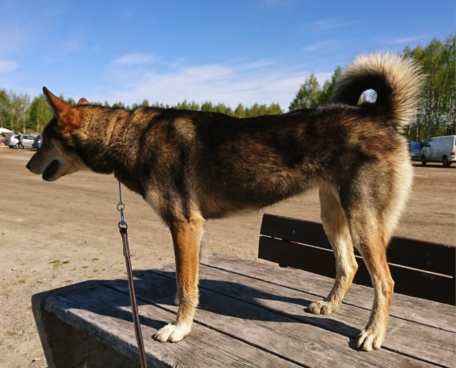 Erajatkan Ora 19052018