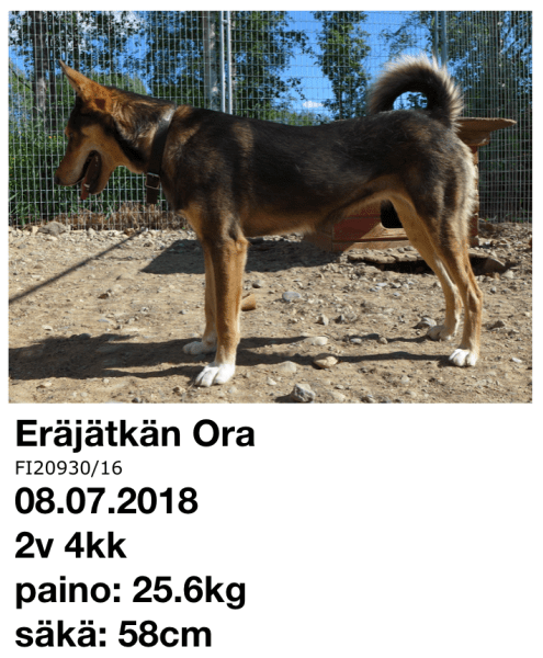 Eräjätkän Ora 08.07.2018 mittaustulokset