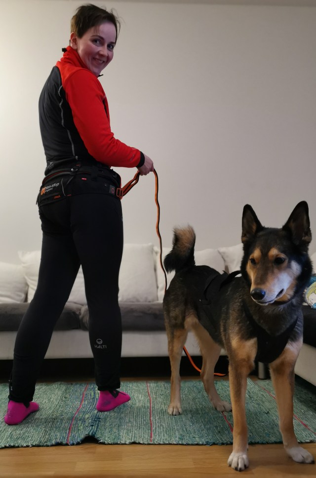 Nonstopdogwear canix-belt kokoa M ja Bungeeleash pituus 2.8m