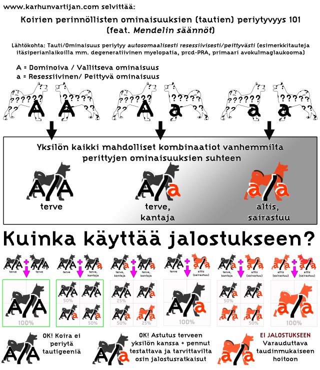 Mendelin säännöt koiraesimerkein update 29082019.jpg