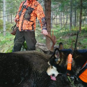 Eräjätkän Ora ja kolmas hirvi 10.10.2020